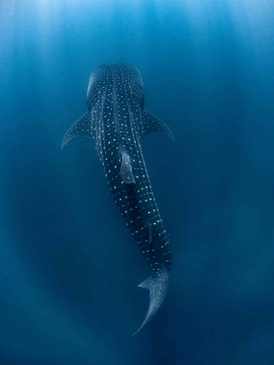 Discovery's tweet photo. Swimming into Shark Week 🦈

#SharkWeek returns TOMORROW at 8P on Discovery!

📸: Samuel J Coe

#whaleshark #shark https://t.co/MTpOOlUpUs