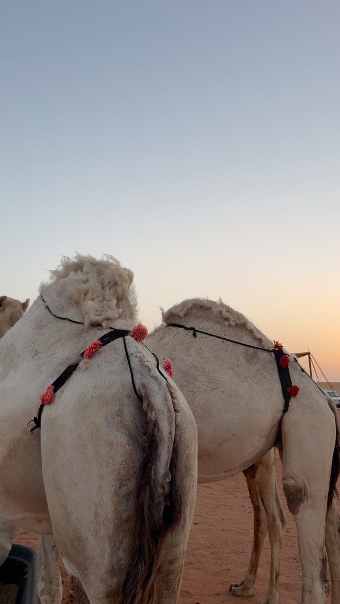 ailiat's tweet photo. 🐪 https://t.co/tASclvQLQP