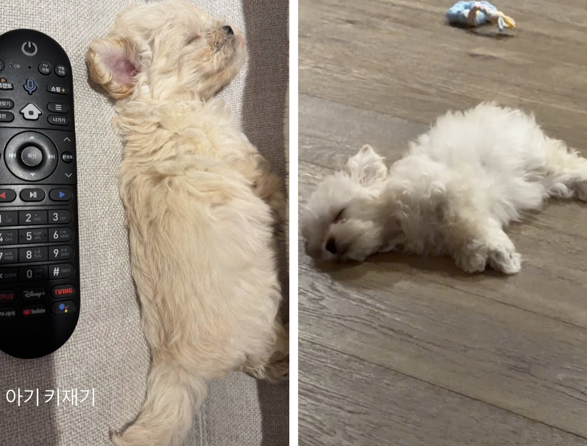 13e11's tweet photo. โปเนียวโตไวมาก😲 จากลูกหมาไซส์รีโมท ตอนนี้ตัวใหญ่กว่าของเล่นแทะแล้วอะ https://t.co/y1BKq4cyp0
