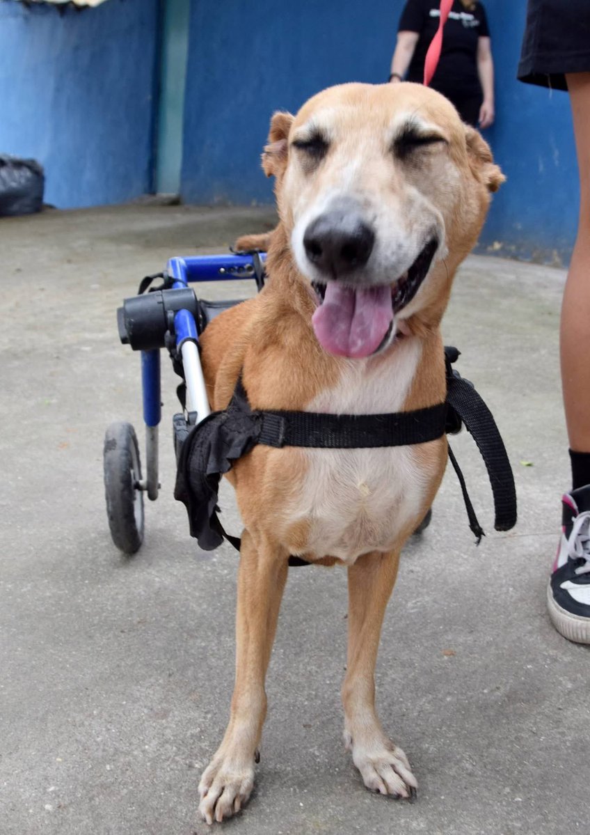 abrigojoaorosa's tweet photo. O sorriso do Peninha é o lembrete que a gente precisava hoje. 💙🐾
Que o seu sábado seja leve, cheio de amor e de motivos para sorrir!
Agora conta pra gente: o que fez você sorrir hoje? 🥰✨
#AbrigoJoãoRosa #SábadoFeliz #Peninha #AmorQueTransforma #AdoteAmor https://t.co/aTvbLk4pro