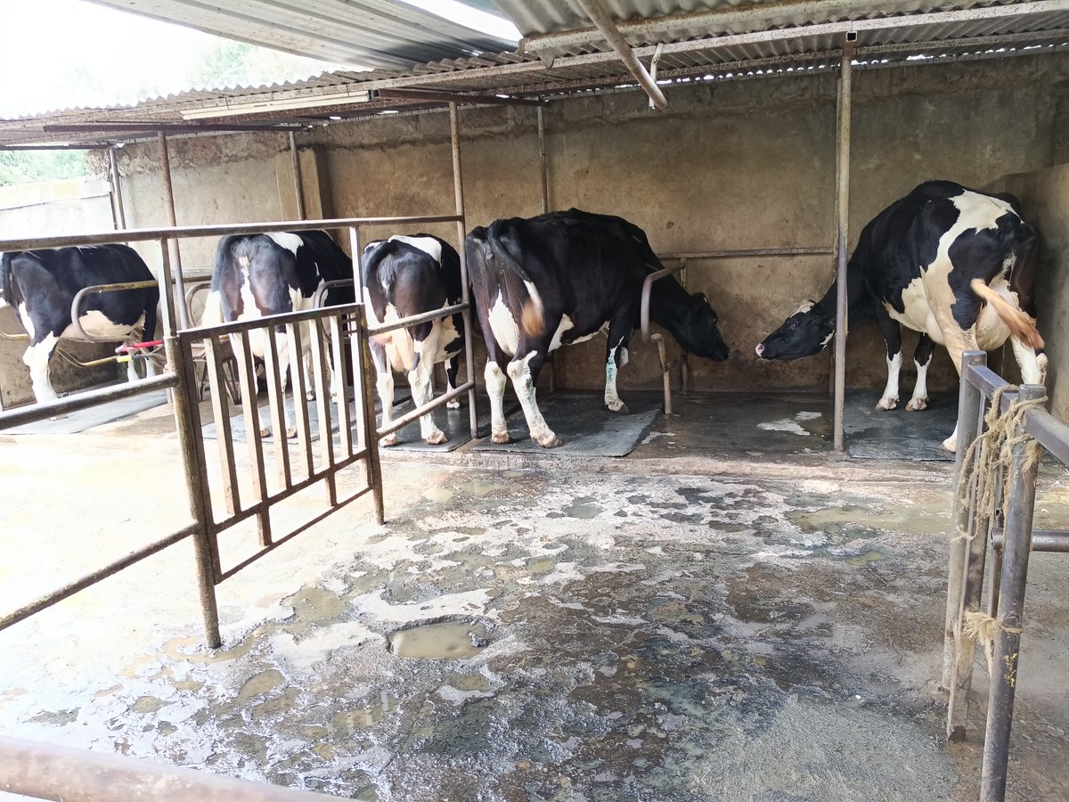 homebiogaskenya's tweet photo. Super excited to take our Spanish friends &amp; colleagues on a biogas tour of our work.

This is Karen, Kerarapon, a 16m3 concrete/fixed  dome biogas plant that runs a 4 cooker &amp; oven, workers 2 cooker, 5kva back up generator, 7.5hp chaff cutter engine, shower and gazebo cooker https://t.co/oJotdJyBsh