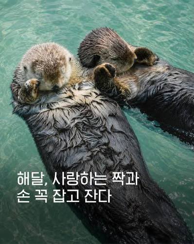 OOG1RL's tweet photo. 해달, 사랑하는 짝과 손 꼭 잡고 잔다 https://t.co/0yYGVytdgF