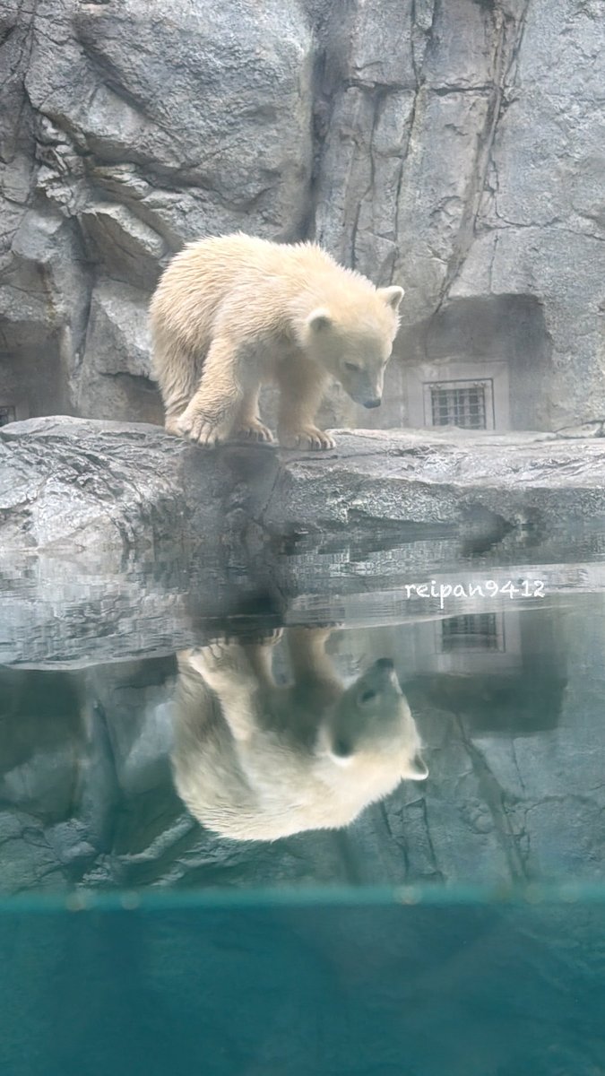 mirano9412's tweet photo. ボクはモモ太。
キミは誰？
#男鹿水族館GAO #ホッキョクグマ #polarbear #モモ太 https://t.co/tBzsuzoVf5