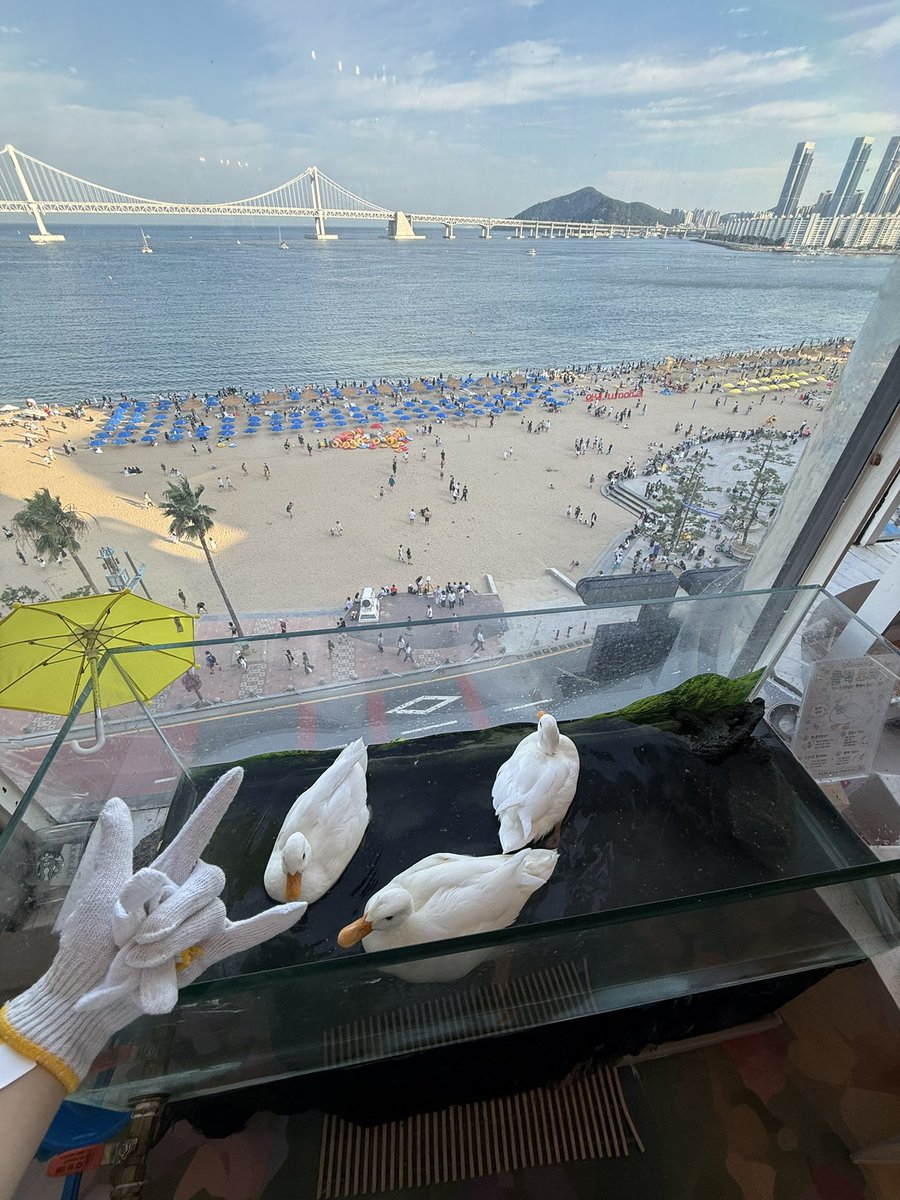 s2uchuuuu's tweet photo. 어떤도하팬과광안리데이틍💪💪💪😗 https://t.co/05418dOgIO