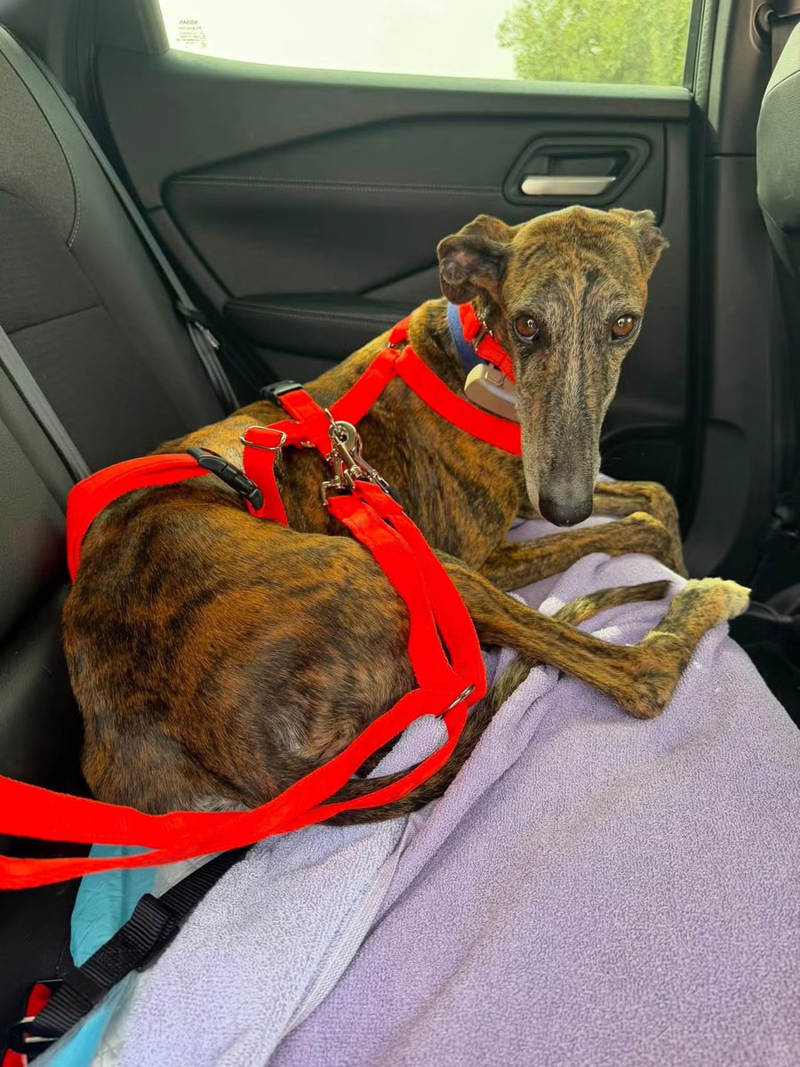Galgos del Sol tweet media