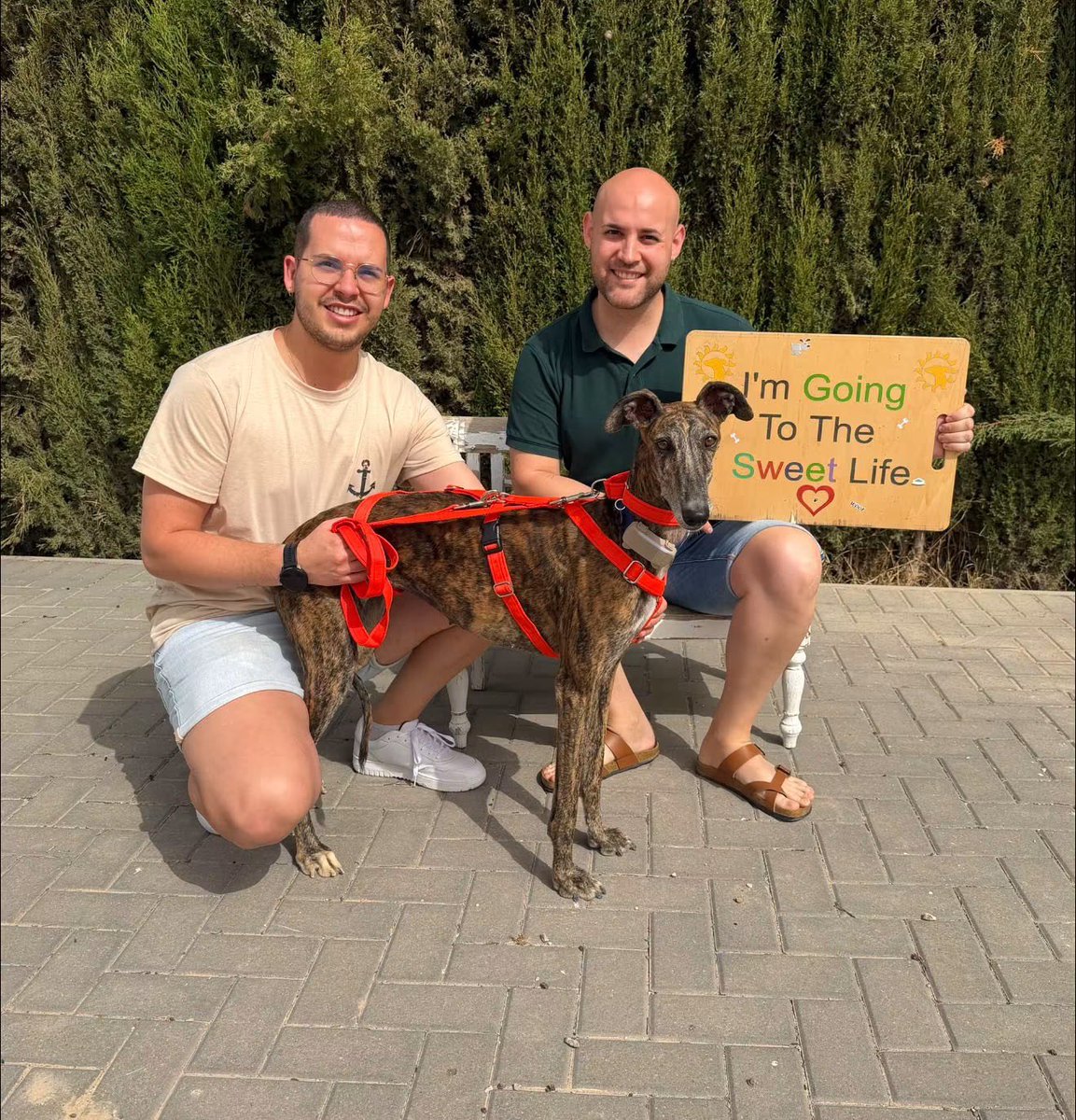 Galgos del Sol tweet media