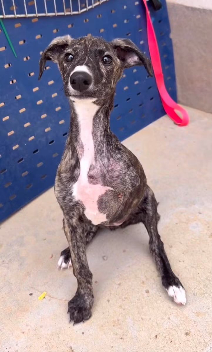 Galgos del Sol tweet media