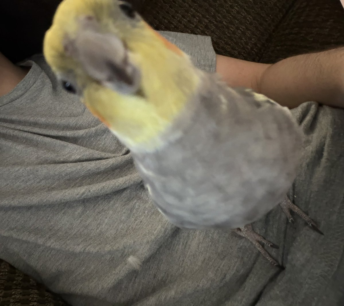 cutefembie's tweet photo. what do i name him i dont like the name my mom gave him https://t.co/nVsFKsDxpM