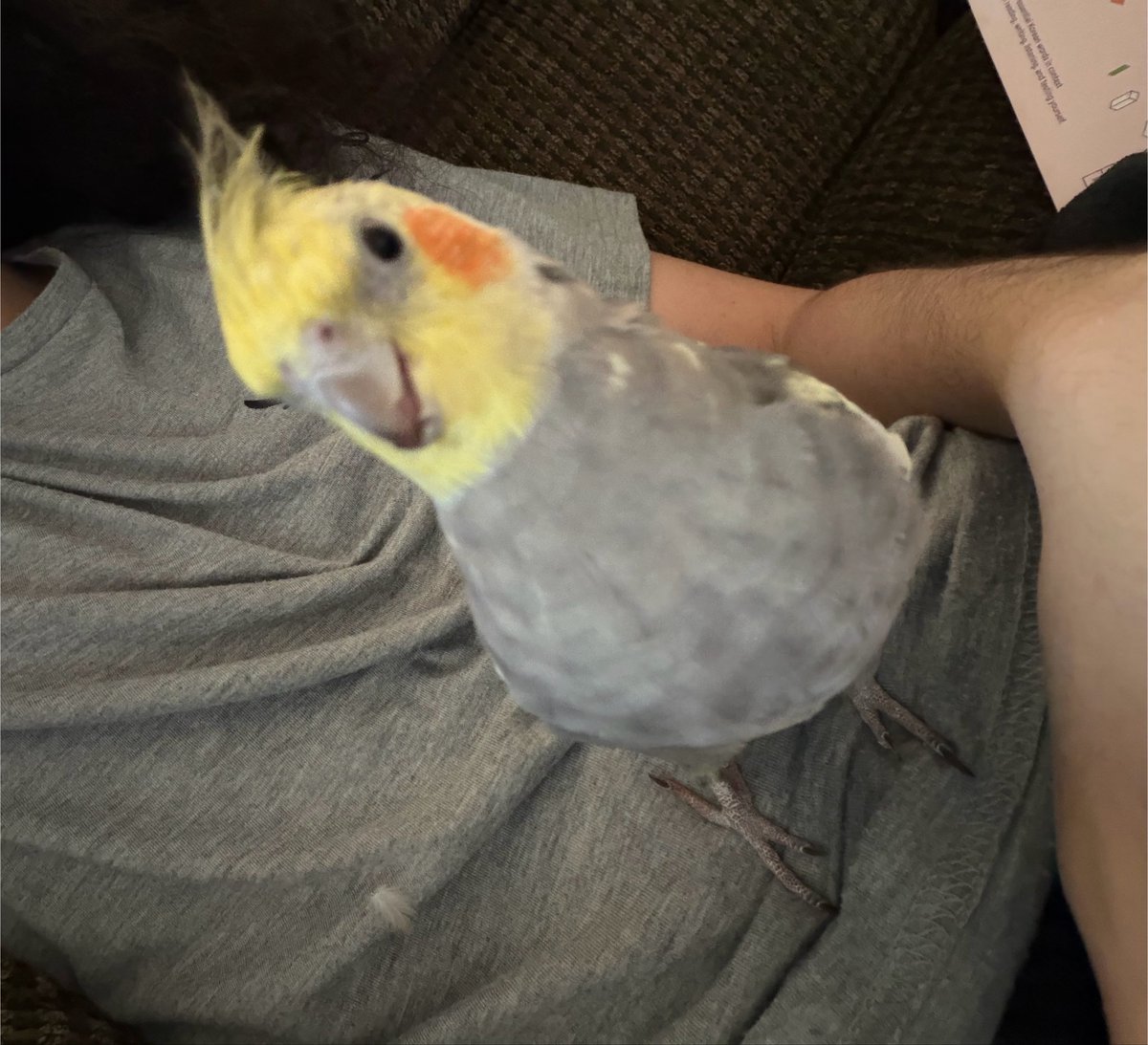 cutefembie's tweet photo. what do i name him i dont like the name my mom gave him https://t.co/nVsFKsDxpM