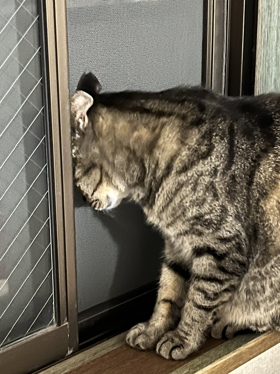 zenacocoro's tweet photo. おやすみニャ

おやすみなニョだ https://t.co/o9fre3j3ZQ