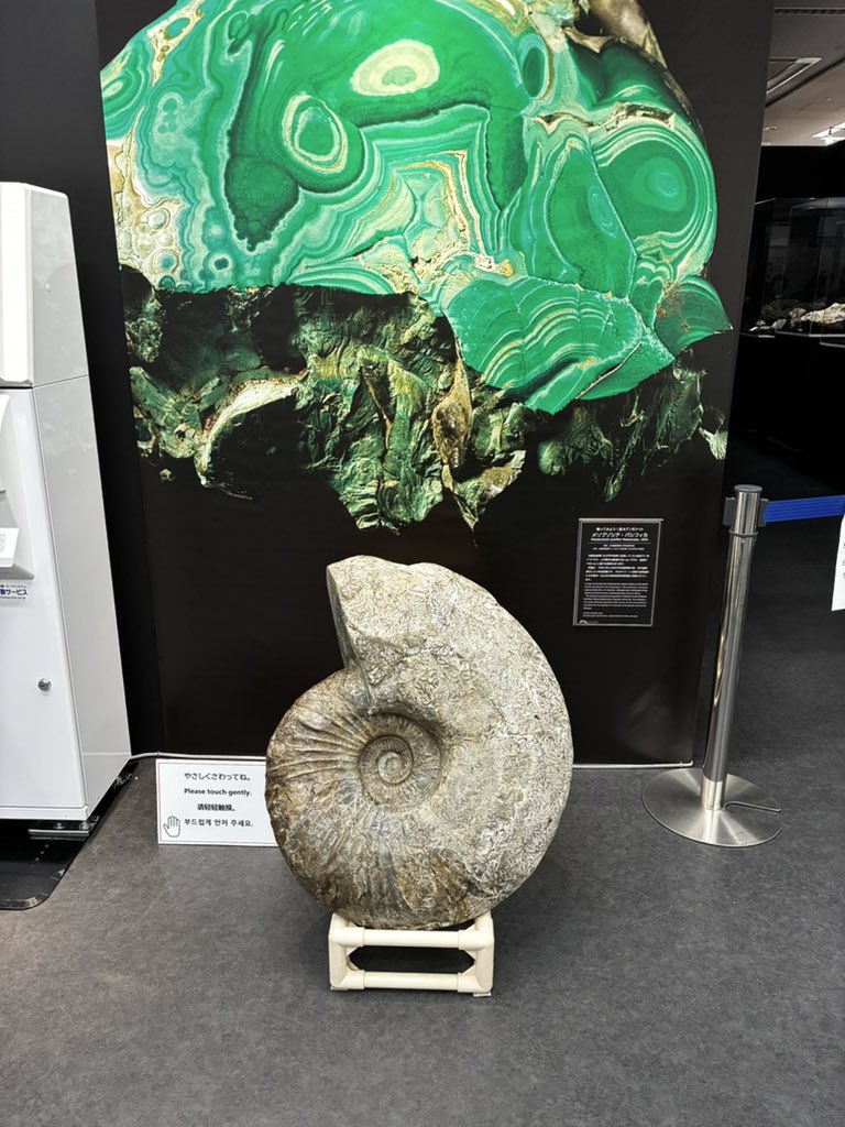 fuk_daikonchu's tweet photo. ふくおか大昆虫展＆大鉱物展　本日開幕しました🤗！ゆっくり見たい方は7月来場がおすすめ。🦋8.11「丸山先生のこども昆虫相談室」申込がまだの方はお早めに❗️

🎫チケットの購入はこちら👇
https://t.co/VJXzW5J5xj https://t.co/5lH5SCizOk