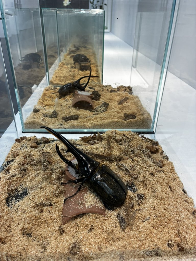 fuk_daikonchu's tweet photo. ふくおか大昆虫展＆大鉱物展　本日開幕しました🤗！ゆっくり見たい方は7月来場がおすすめ。🦋8.11「丸山先生のこども昆虫相談室」申込がまだの方はお早めに❗️

🎫チケットの購入はこちら👇
https://t.co/VJXzW5J5xj https://t.co/5lH5SCizOk