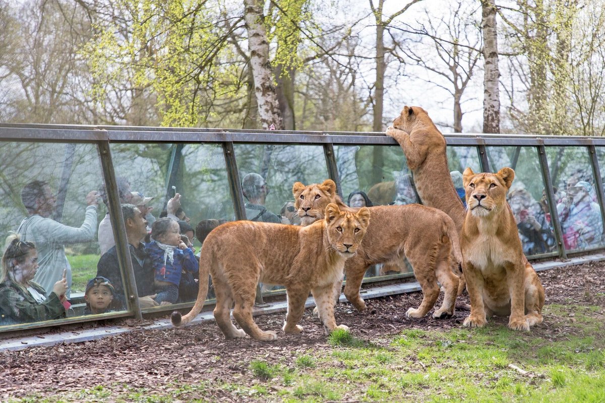 le_Parisien's tweet photo. Guépard, loup, lion… Quel animal du zoo de Thoiry gagnerait le Tour de France ?
➡️ https://t.co/wekixOep9Z https://t.co/nVOKEtAtPf