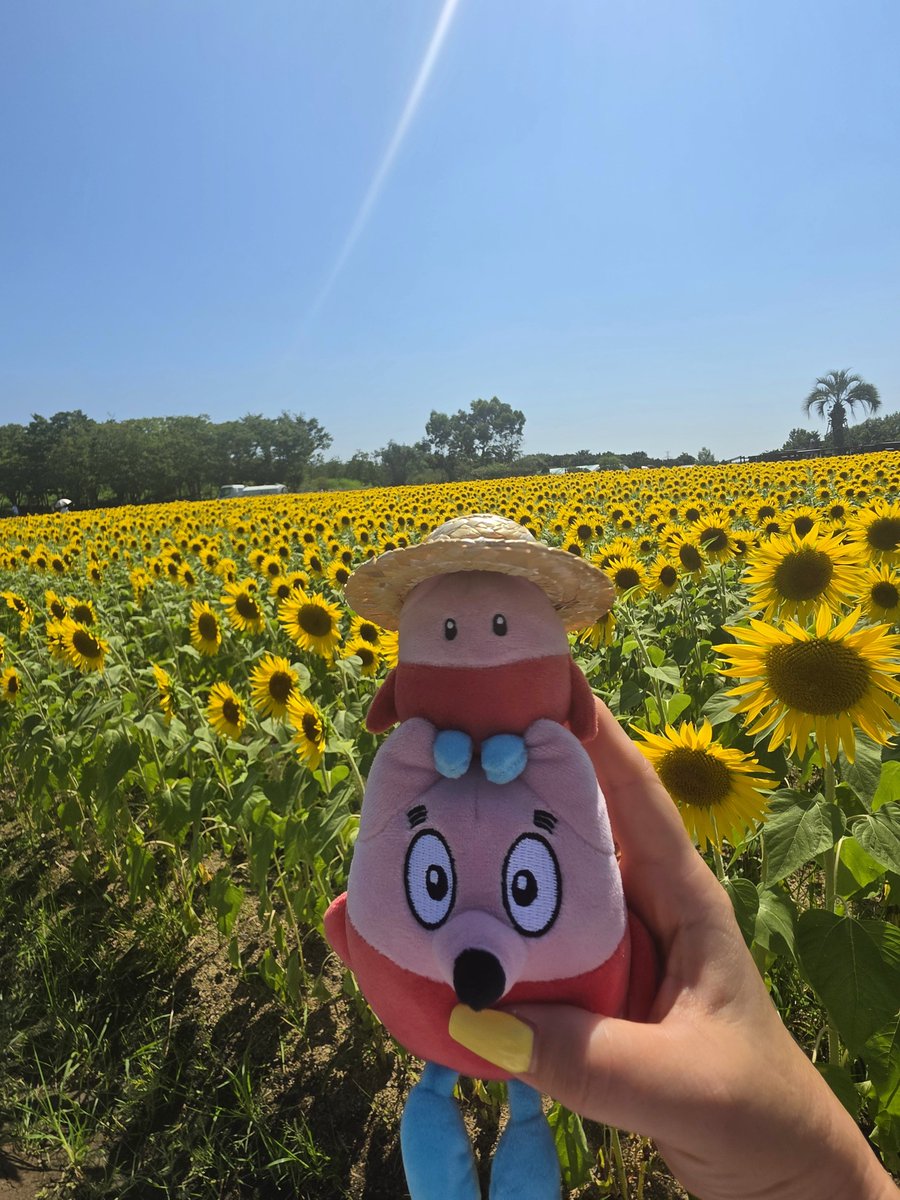 kaoru7070's tweet photo. きっくん🦊つんつん🐺と
🌻ひまわり畑🌻
つんつん麦わら帽子👒可愛いし！よく似合ってる💕
私も麦わら帽子👒🤭Dさんが撮ってくれたよね🤣
#きっくん #つんつん #中丸雄一 #ひまわり畑 https://t.co/60nRwSYZXB