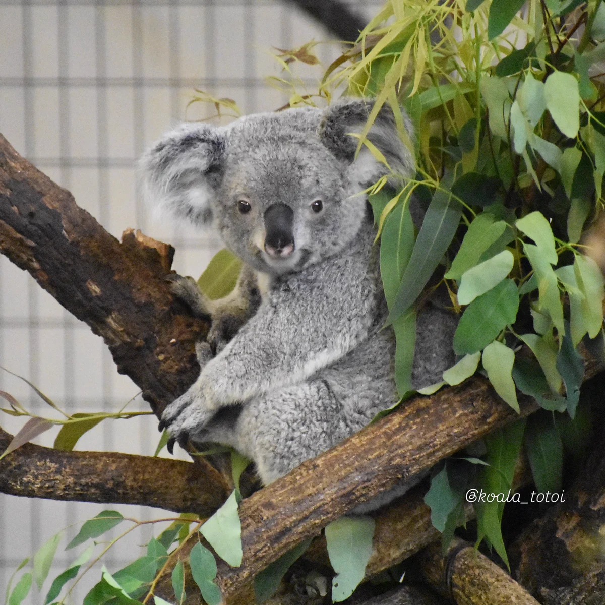 koala_totoi on X: 