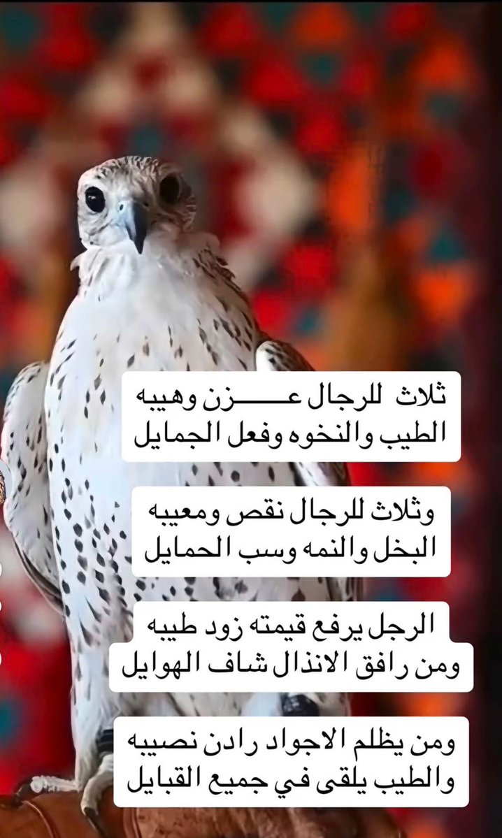 akiluno_a's tweet photo. سالفة و عبرة: 

يقولون إن شيخًا من شيوخ العرب نزل ضيفًا عند ثلاثة رجال في سفرٍ طويل.

دخل أول بيت، فوجد صاحبه فقيرًا، لكنه ذبح له شاته الوحيدة، وأكرمه، وقال: “الضيف رزقه على الله.”

ثم دخل بيت الثاني، وكان غنيًا، لكنه قدّم كسرة خبز وهو يعتذر ويعدّد أعذاره، حتى خرج الضيف وقلبه مكسور.

أما الثالث، فلم يكن أغنى من الأول، لكنه لما سمع أن جارًا له ضاقت به الحال، حمل إليه كيس تمر ودقيق وقال: “الرزق ما ينقص بالكرم، إنما يزيد بالمروءة.”

فلما عاد الشيخ إلى قومه قال:
“رأيت فقيرًا أغناه طيبه، وغنيًا أفقره بخله، ورجلًا رفعه فعل الجميل حتى صار سيدًا بين الرجال.”

ثم قال حكمته التي تناقلها الناس:

“الرجل لا يوزن بما يملك، وإنما يوزن بما يعطي. فالطيب يرفع قدر صاحبه، والنخوة تحفظ اسمه، وفعل الجميل يبقي ذكره. أما البخل واللؤم وسوء الخصال، فهي تنقص الرجل ولو كان يملك الدنيا.”

العبرية بالمثل:

ولهذا قالت العرب:
“ثلاث للرجال عز وهيبة: الطيب، والنخوة، وفعل الجميل. وثلاث تنقص الرجل وتعيبه: البخل، واللؤم، وسوء الخصال. فالكرم يرفع صاحبه بين الناس، أما البخل فلا يجلب إلا قلة القدر وسوء الذكر.” 
(منقول اعجبني جدا)