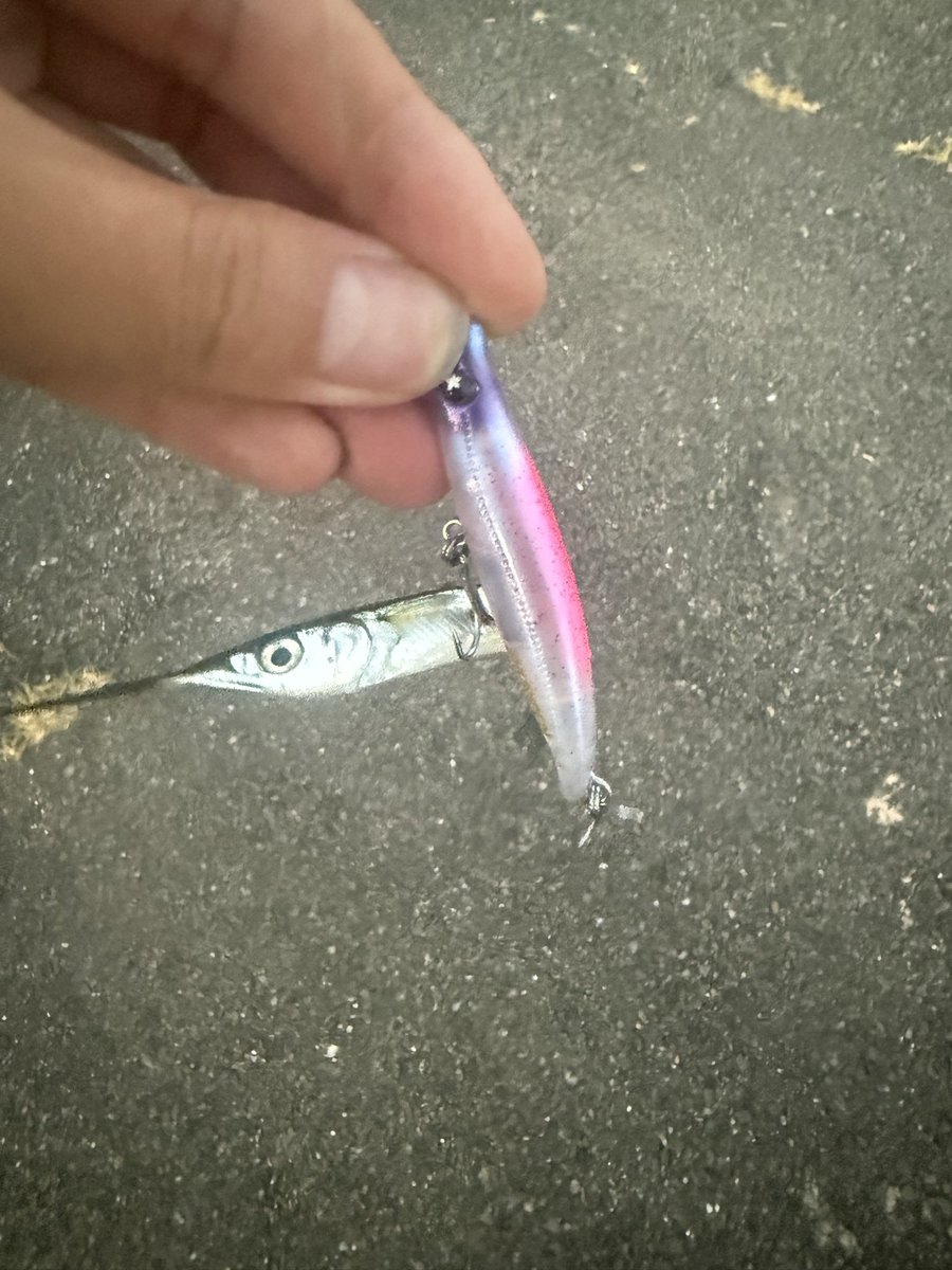 mebarufishing's tweet photo. 久しぶりに釣りに来ました
サヨリパターンなのか
カニパターンなのか
イナッコパターンなのか
ベイトがいっぱいでもシーバスの気配をまったく感じないのはなぜなのか https://t.co/glthQpXym0