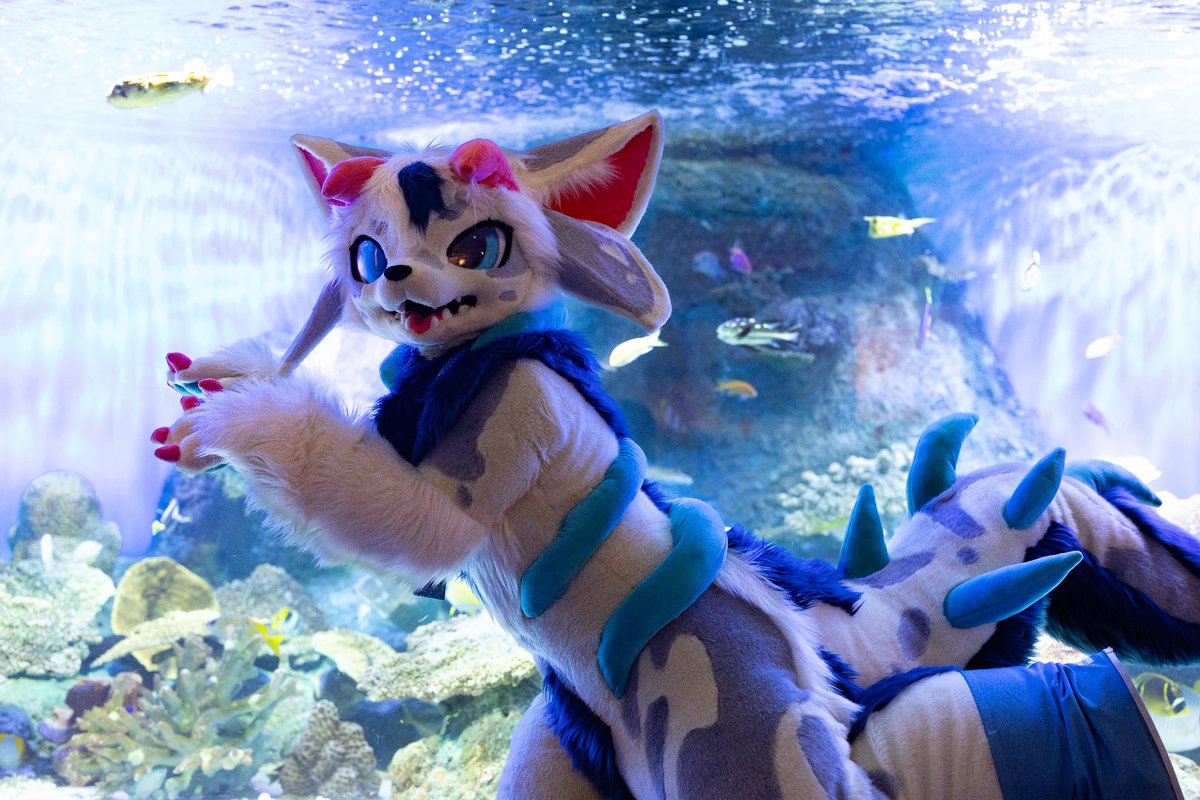neige_kotora's tweet photo. さかな〜🐟
📸：るくnyaさん https://t.co/zaSH4hMmM5