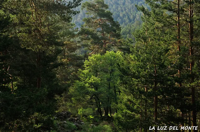 angelsanchisan's tweet photo. Los incendios de Madrid y Ávila se han unido y están a las puertas de El Escorial y Galapagar y, por tanto, del Parque Natural de la Sierra de Guadarrama. 

Encinas, robles, alcornoques, abedules, olmos, águilas, lobos, cabras montesas, nutrias, búhos, halcones, corzos, zorros... https://t.co/64kegrmyKp