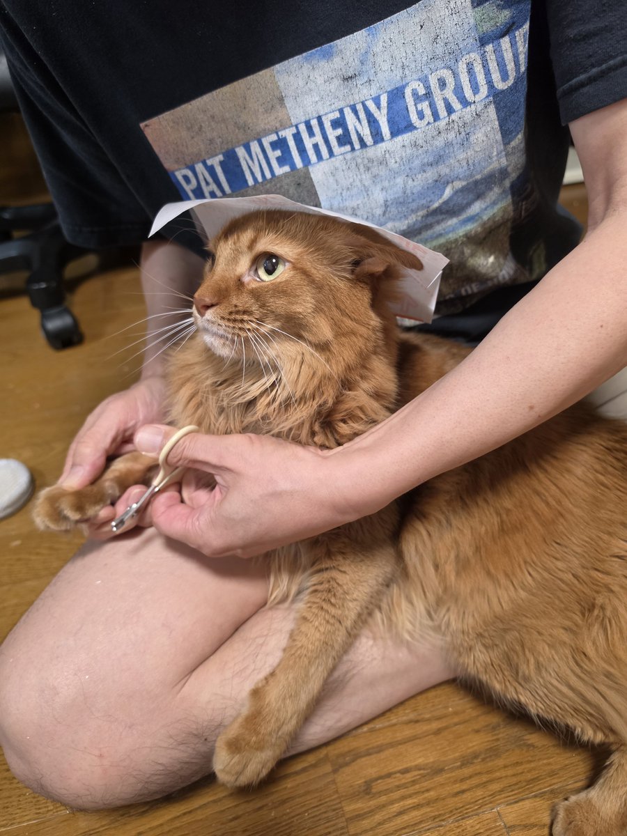 kekopk's tweet photo. TikTokで見た猫の爪切り楽チン方法。
頭の上に粘着シートを貼ると体が固まり大人しくなるので、あっという間に終わる
#猫
#爪切り https://t.co/rNjrtyotIt