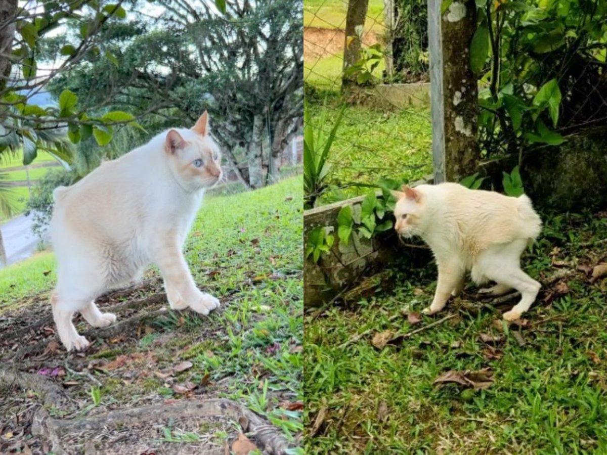 NenemCatSOL's tweet photo. Neném, the "Gatoelho" from Taió, who became famous in 2021, reappeared on social media and went viral again this week.

See more here👇:
https://t.co/uWCNWulTri https://t.co/wCwlVMibef