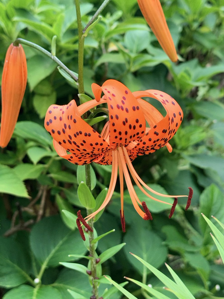 □ The lively sight of Tiger lilies in full bloom is vibrant and