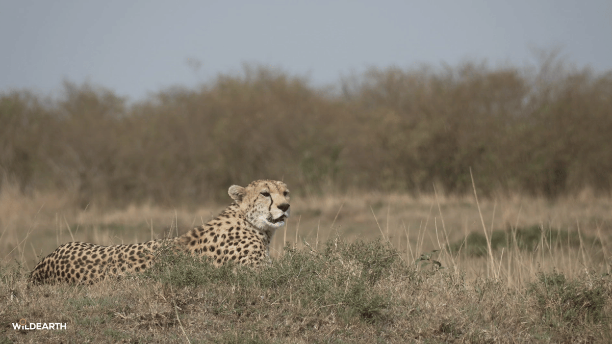 WildEarth's tweet photo. Let's head out for some Caturday fun. Hop on board with us as we see what magic lies ahead. Jarrett is your director, and Amy is here to chat #wildearth https://t.co/qbVlL1WvHi