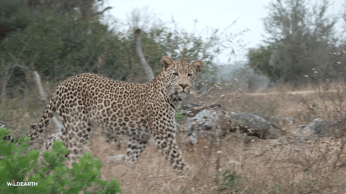 WildEarth's tweet photo. Let's head out for some Caturday fun. Hop on board with us as we see what magic lies ahead. Jarrett is your director, and Amy is here to chat #wildearth https://t.co/qbVlL1WvHi