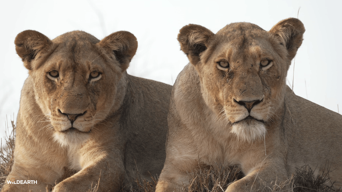 WildEarth's tweet photo. Let's head out for some Caturday fun. Hop on board with us as we see what magic lies ahead. Jarrett is your director, and Amy is here to chat #wildearth https://t.co/qbVlL1WvHi