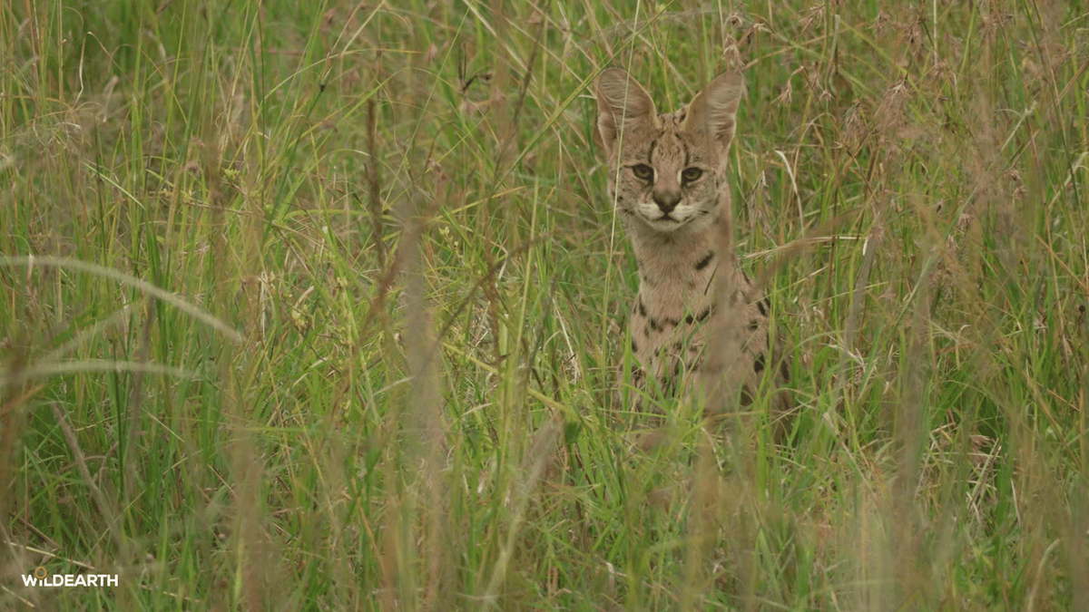 WildEarth's tweet photo. Let's head out for some Caturday fun. Hop on board with us as we see what magic lies ahead. Jarrett is your director, and Amy is here to chat #wildearth https://t.co/qbVlL1WvHi