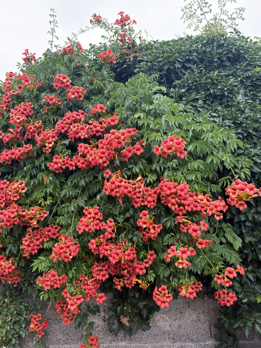 greenvibe's tweet photo. Trumpet vines climbing the wall like living fire against the green.. https://t.co/Bbg6uwyumV