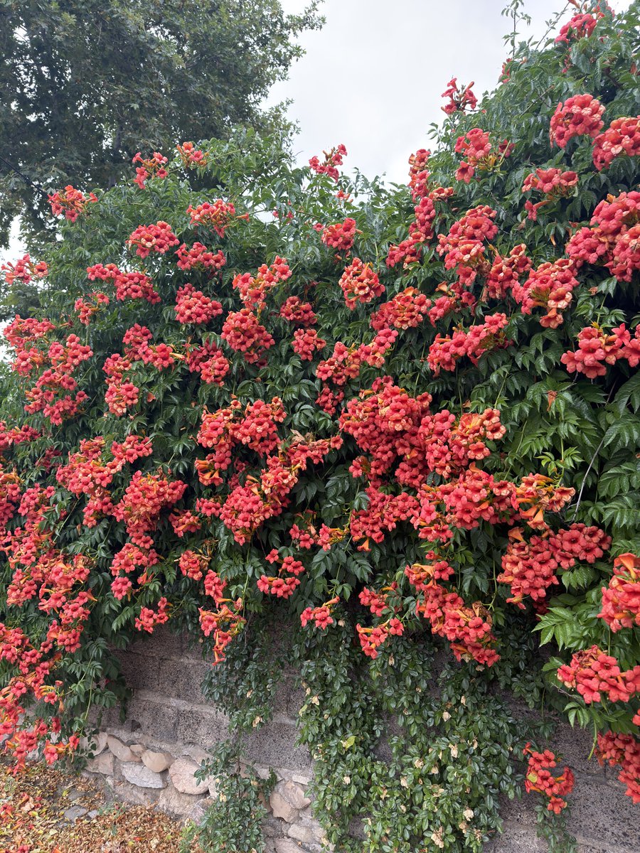 greenvibe's tweet photo. Trumpet vines climbing the wall like living fire against the green.. https://t.co/Bbg6uwyumV