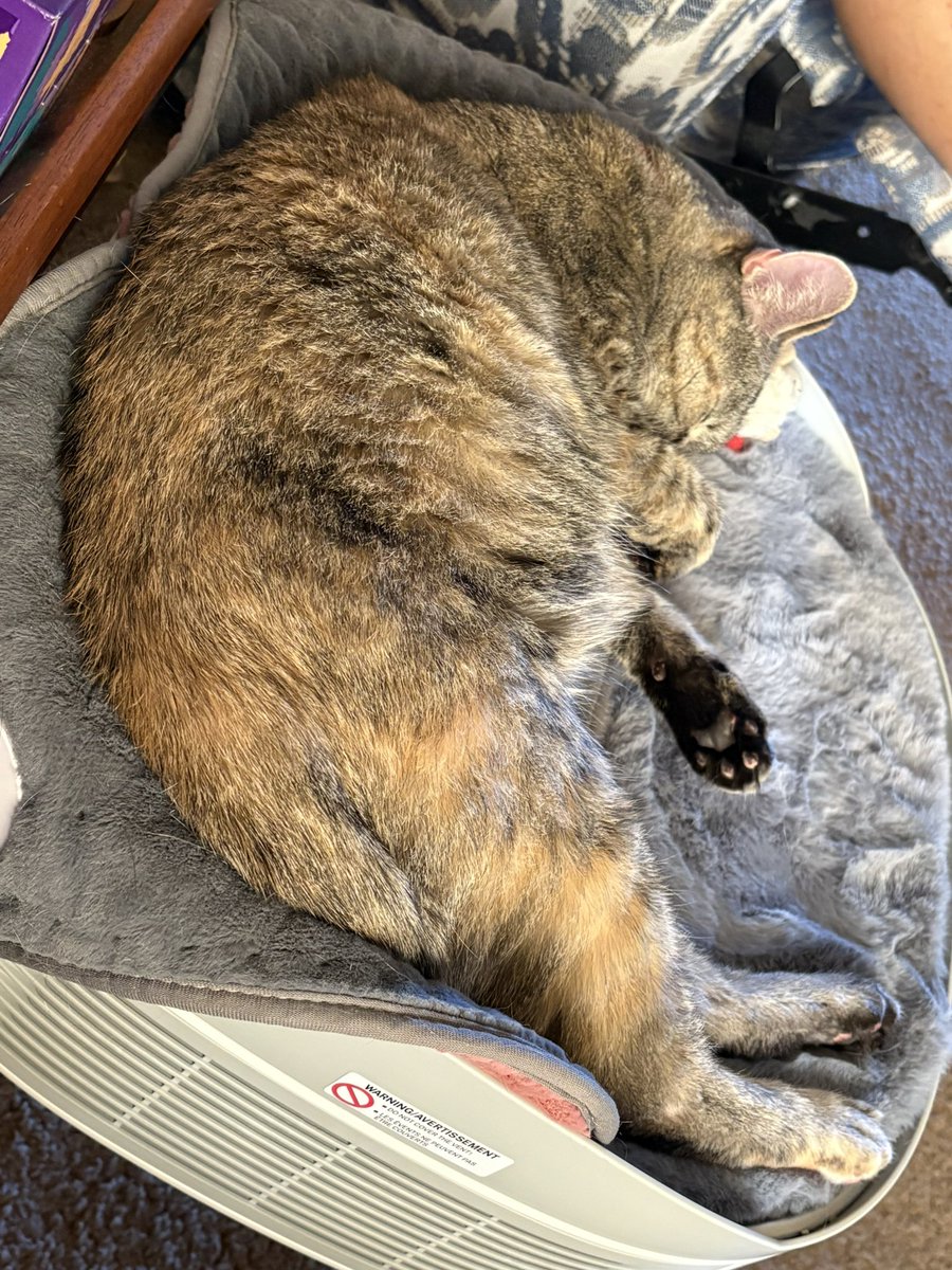 LucySkinnyjeans's tweet photo. It’s #Caturday &amp; I’ve had breakfast &amp; playtime! It’s a foggy &amp; dreary day so I’m napping 😴 We hope your day is filled with things that make you happy 💖 #CatOfTwitter #CatsOfX #TabbyTroop #SaturdayVibes https://t.co/WaJPaSiXWK