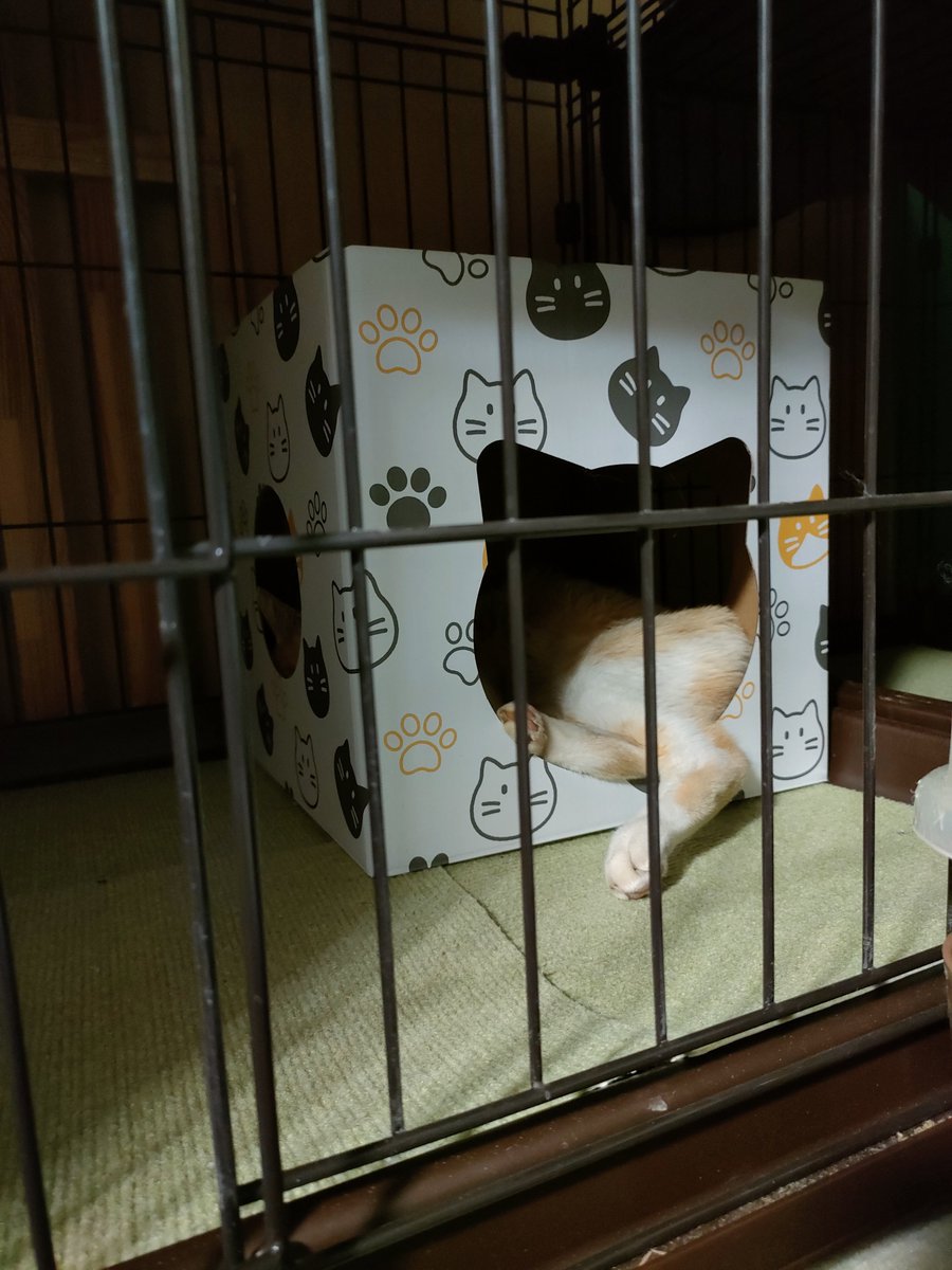 QuroHaro's tweet photo. 今日野良猫が退院してきました。
猫エイズだったらしく
しっぽが治らなくて壊死しちゃったのもそのせいかなぁと。

暑い時に手術すると傷跡も膿むので2週間入院して完全に治りました。

家の中では怯えた様子もなく寝てます。
富士は今雨。少し前は雷。

お外に比べたら天国でしょ？
手術、頑張ったね https://t.co/ZiUjWDlnxC