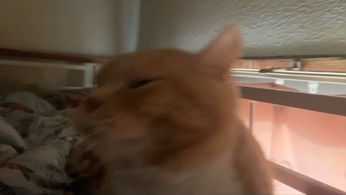 ANANotintin's tweet photo. 迷子になってしまいました見かけた方DMください #猫 #迷子猫 #埼玉県富士見市鶴馬 https://t.co/S9FM0Keeyp