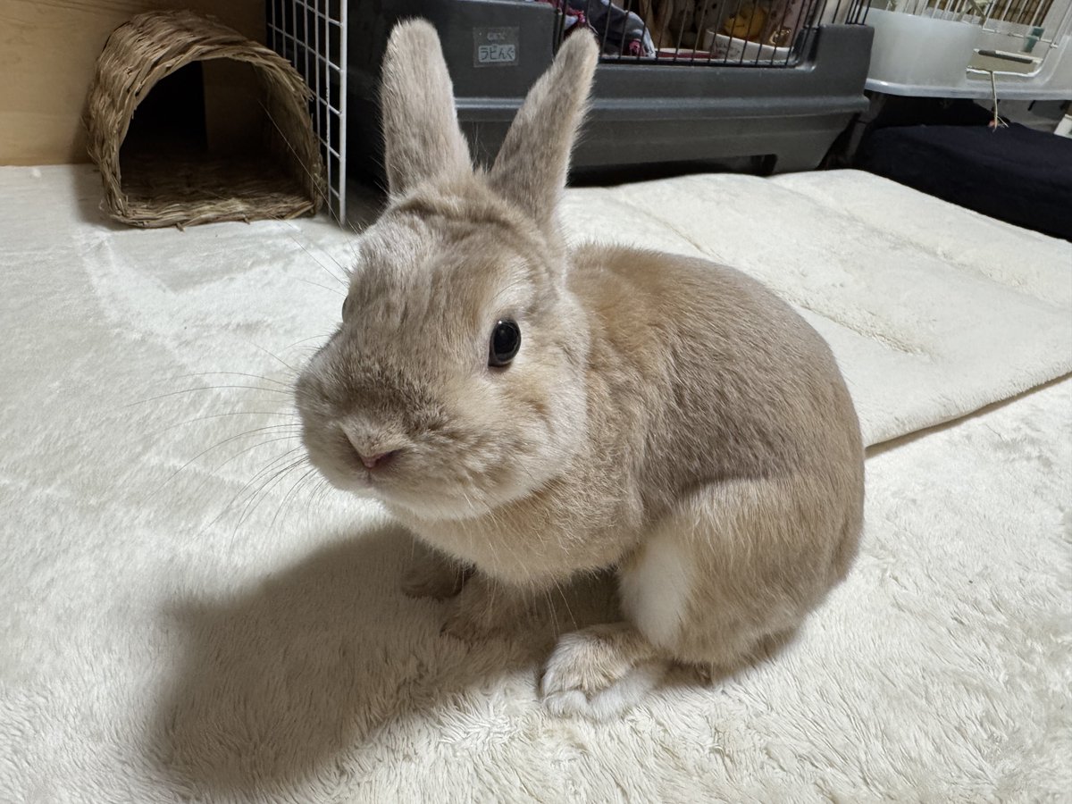 うさぎ様CBWS Post by うさぎ on X: かわいい