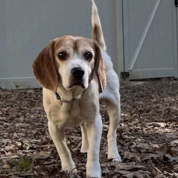 TriBeagles's tweet photo. Adoptable senior beagle of the day-Nelson! https://t.co/o3WPfAHvX5 https://t.co/aL2XyPEgwX
