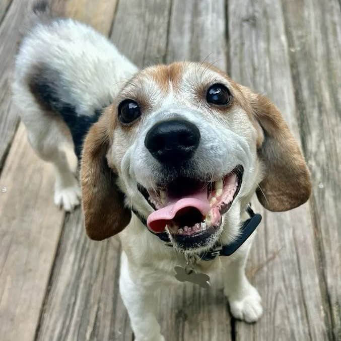 TriBeagles's tweet photo. Adoptable senior beagle of the day-Nelson! https://t.co/o3WPfAHvX5 https://t.co/aL2XyPEgwX