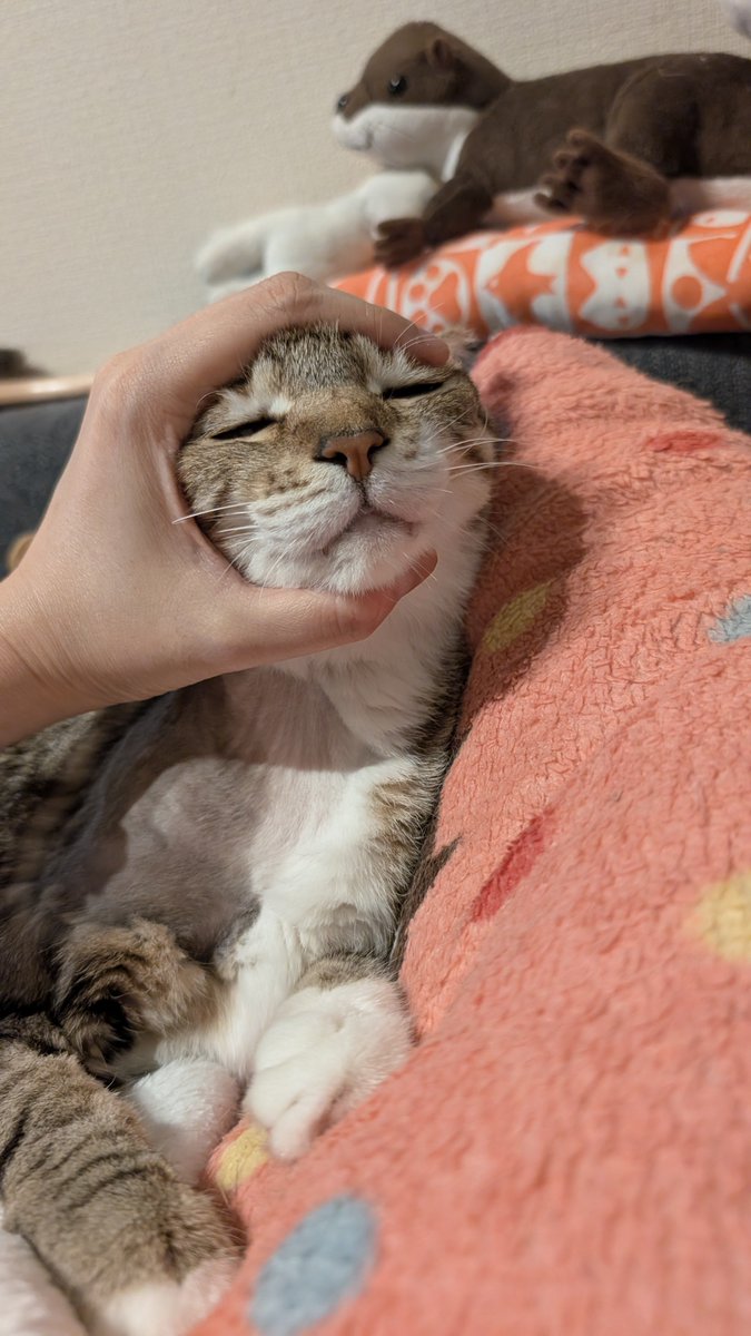 blue_noracat's tweet photo. 姉猫をかまってる飼い主に背後からクソデカﾆｬｰﾝ! しつつ襲いかかった悪いﾈｺﾁｬﾝは小顔の刑です https://t.co/fAbKnO3jEj
