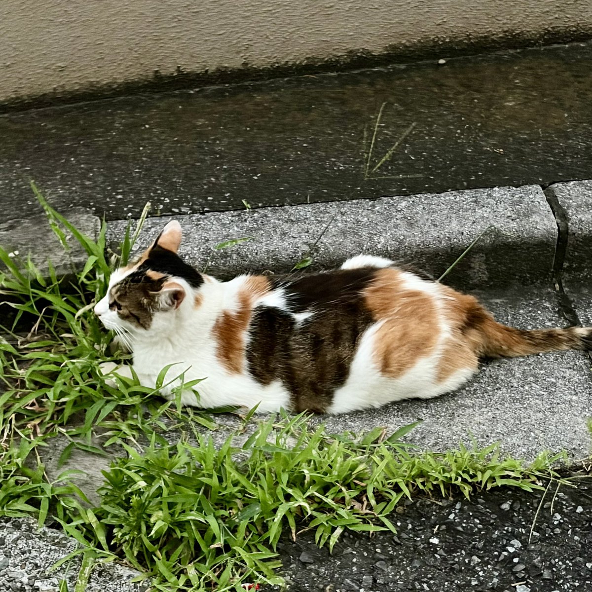 sleepy_as's tweet photo. 「もうすぐ雨が降りそうだよ」と話しかけたら「にゃー」と答えた猫🐈 https://t.co/pUXT6hLp1u