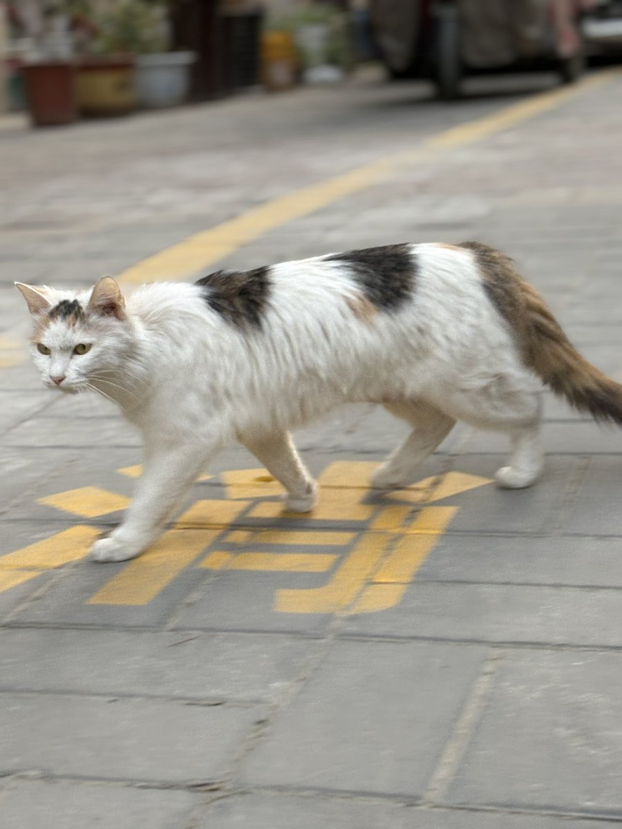 DdDd3322445's tweet photo. 猫猫🐱 https://t.co/zaPmbPlQIx