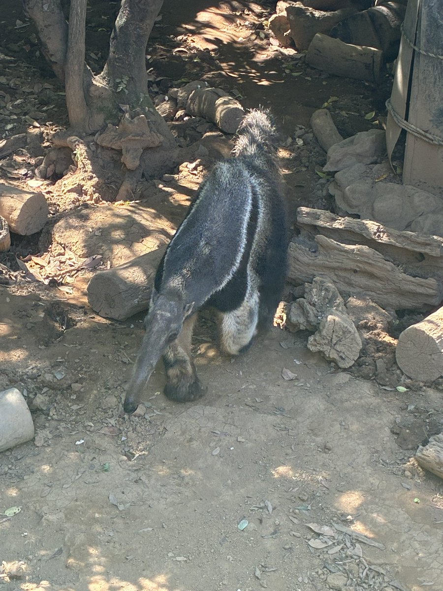 blelo333's tweet photo. 動物園☀️かわいい動物いっぱい見れて楽しかった https://t.co/BBJSzqH1pM