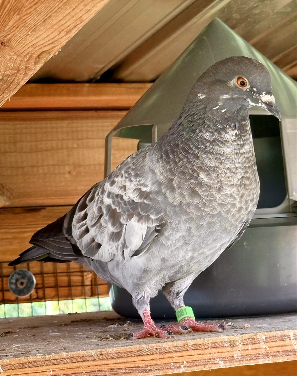 PeniPigeons's tweet photo. Gray says GM to you lovely people! https://t.co/0OuvRS4b5U