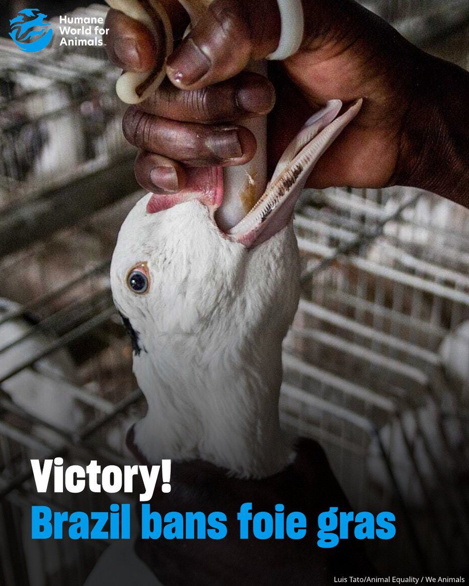 domdyer70's tweet photo. BREAKING: Brazil has banned foie gras nationwide, becoming the first country in Latin America to prohibit its production and sale! 👏 
 
This marks a major victory for ducks and geese, who endure extreme suffering through force-feeding to enlarge their livers—a practice long condemned as cruel. 🚫🪿