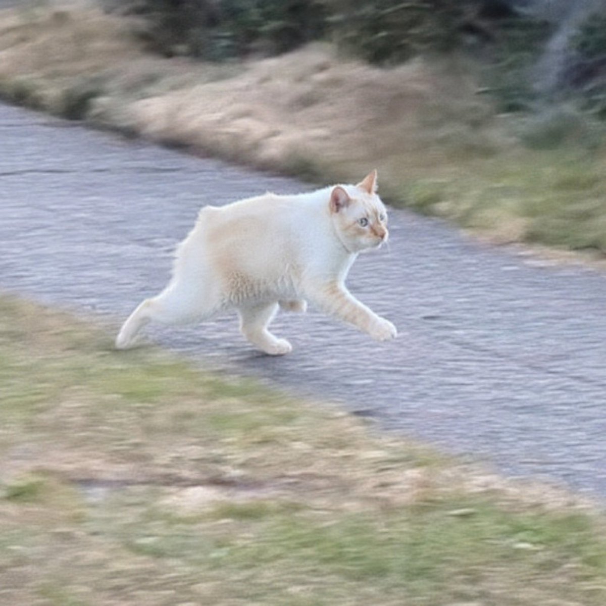 NenemCatSOL's tweet photo. This Neném cat is about to outrun Jimothy and become today’s most viral animal on the timeline. 🐱💨 https://t.co/ve9lzWJtoV