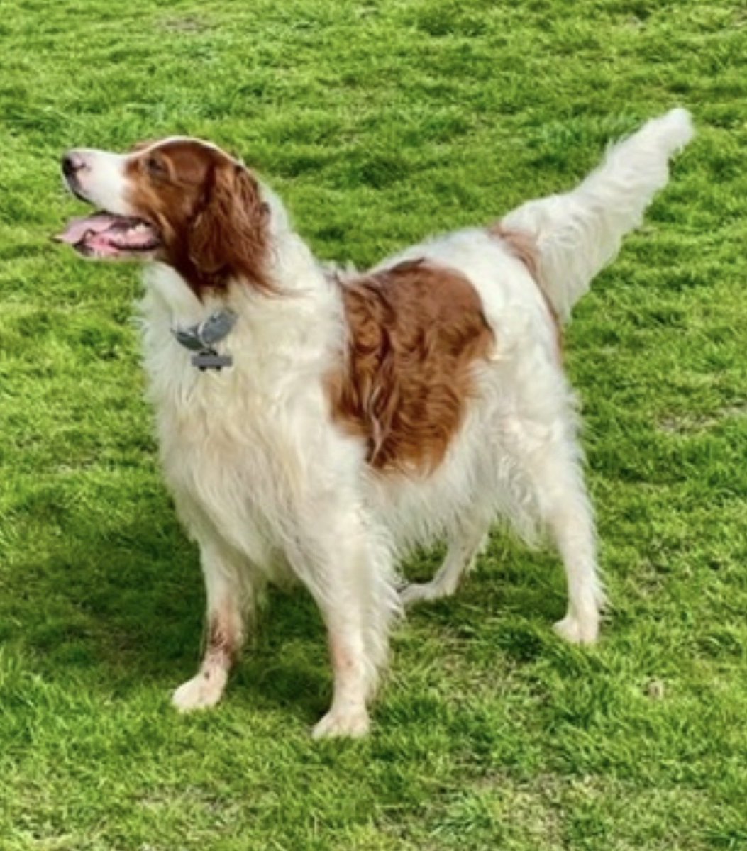 NickIRWS26's tweet photo. @mooramana Thanks are both Irish Setters  the red came out of the red and white. https://t.co/pmaaPaKTfq