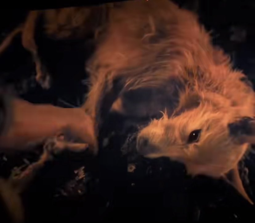 serphyyx's tweet photo. the most loyal character in the #Odyssey wasn’t even a person or one of the gods,it was Argos, Odysseus’ old dog.

i’m so grateful the film let Odysseus share that quiet moment with Argos,it completely broke me. 🥹

in the original story,Odysseus couldn’t even pet him because revealing himself would have exposed his identity,imagine not seeing your dog for 20 years,finally standing before him again, and still not being able to reach out.

then comes the part that always destroys me: Argos recognises his master instantly… and after knowing Odysseus had finally made it home,he peacefully dies.

he waited twenty years for one last look. 😔