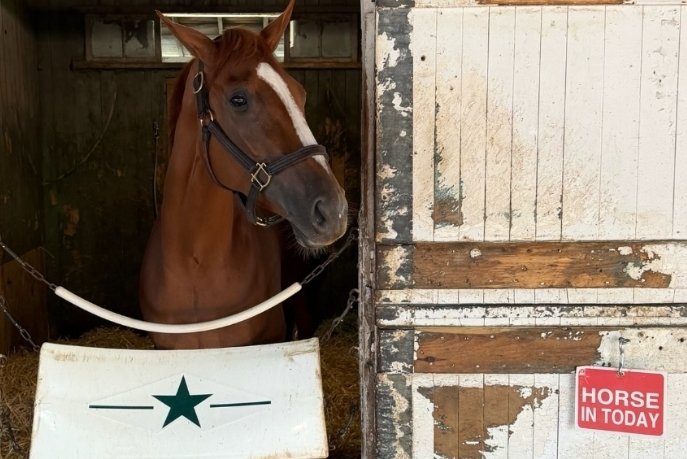 upbackracing's tweet photo. Here's our girl POWER OF WOMEN hanging out in the barn this a.m. before making her Upback Racing debut in the 2nd Race at the Spa today.  @depazracing has her ready and @iradortiz is in the saddle.  Post time is 1:22.  Good luck to all our partners and our friends @LibertyHRacing https://t.co/5rHZlZi6Wo