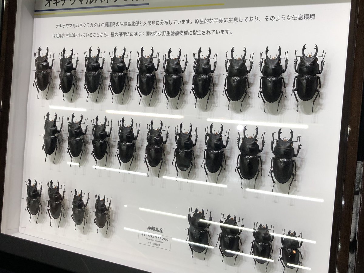 ビソン🐞 tweet media
