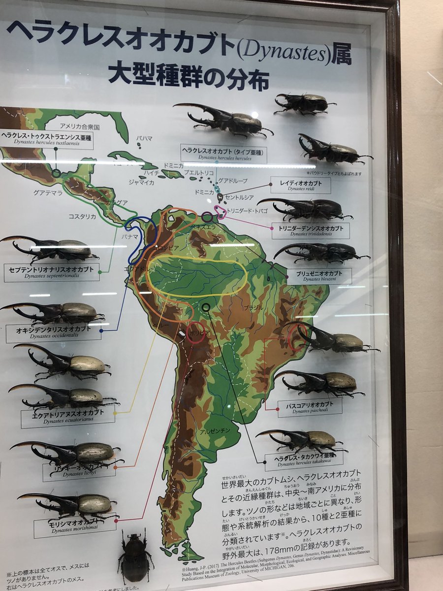 ビソン🐞 tweet media